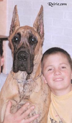 Tanagra Des Terres De La Rairie