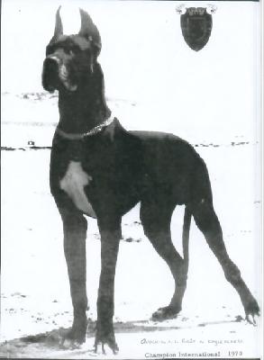 Ch Quochiss De La Foret De Kaysersberg