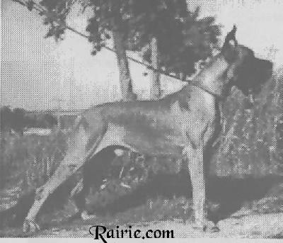 Braun Des Petites Vernieres