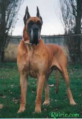 Josquin D�iskandar