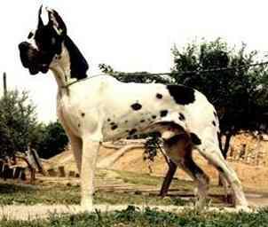 James Dean De La Benjamine