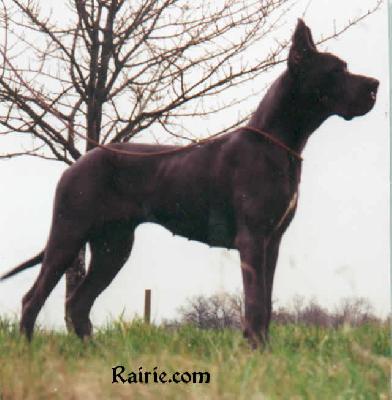 Ch Harmony Des Apollons De La Pile