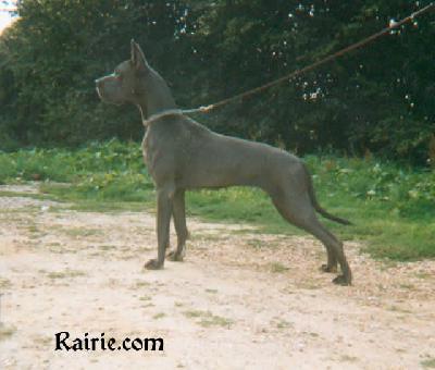 Lora De La Foret De Kaysersberg