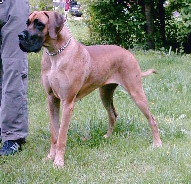 Esmeralda Vom Sprendlinger Tal