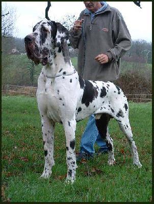 Twister De La Fontaine Aux Tourterelles