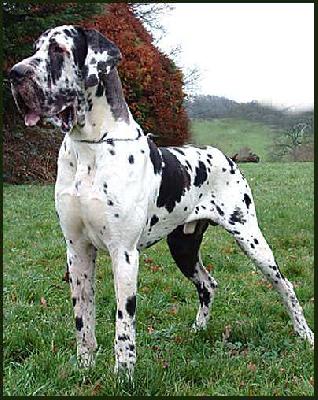 Twister De La Fontaine Aux Tourterelles