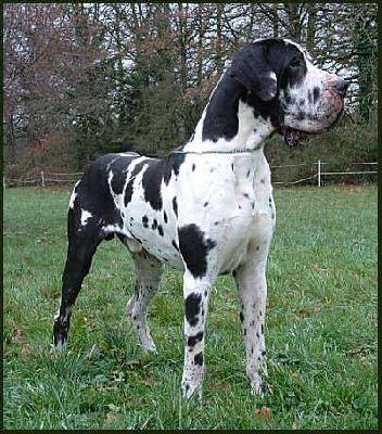 Twister De La Fontaine Aux Tourterelles