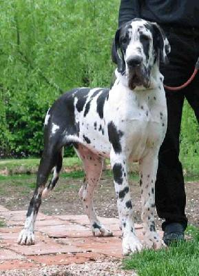 Twister De La Fontaine Aux Tourterelles