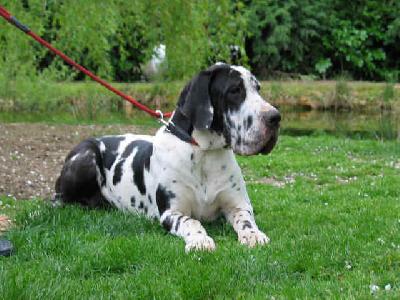 Twister De La Fontaine Aux Tourterelles