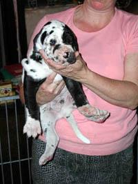 Chiot2 De La Fontaine Aux Tourterelles