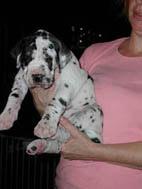 Chiot 6 De La Fontaine Aux Tourterelles