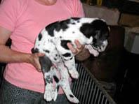 Chiot 6 De La Fontaine Aux Tourterelles