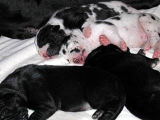 Chiot 6 De La Fontaine Aux Tourterelles