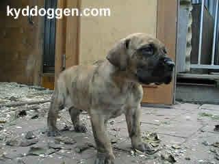 Evan Vom W�chterberg