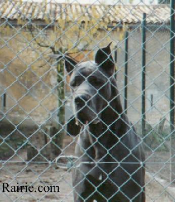 Coppelia Des Terres De La Rairie