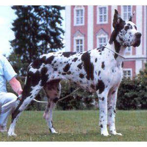 Vanessa Vom K�pfelgrund