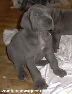 Incus Vom Hause Wagner