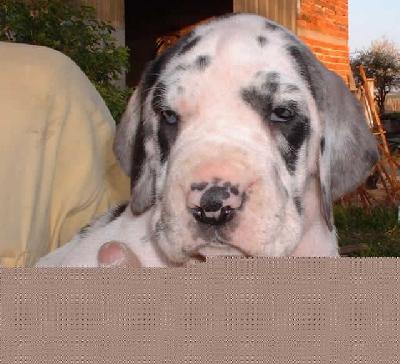 Taratata De Beauderey