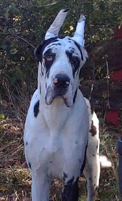 Taratata De Beauderey