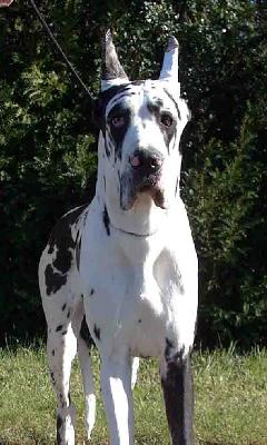 Taratata De Beauderey