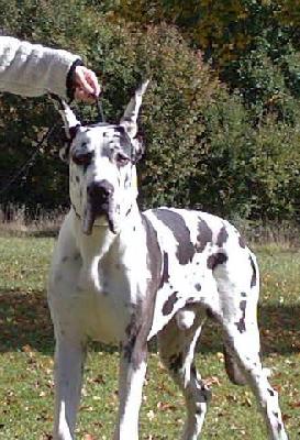 Torgal Aegirsson De Beauderey