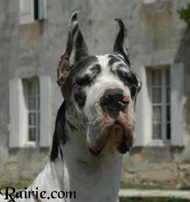 Soraya Des Apollons De La Pile