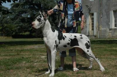 Soraya Des Apollons De La Pile