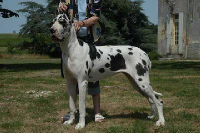 Soraya Des Apollons De La Pile