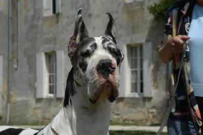 Soraya Des Apollons De La Pile