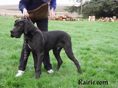 Tchornii Des Terres De La Rairie