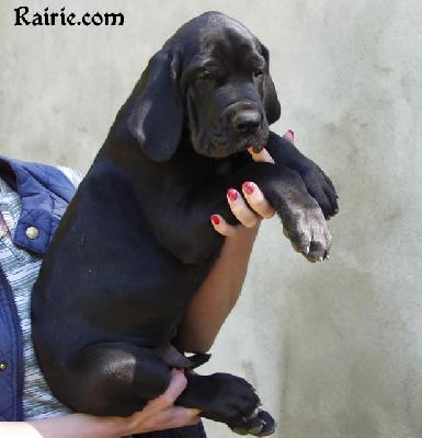 Tchornii Des Terres De La Rairie