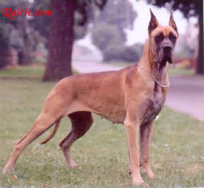 Ch Matra-murena Jag-sza