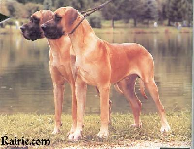 Ch Zep Van De Lingestreek