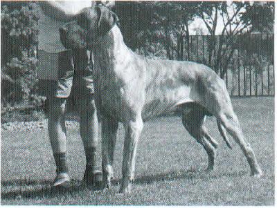Insterburg Von Rocas Melody
