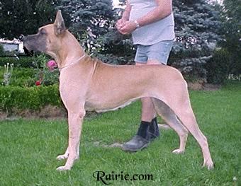 Jacinthe Des Terres De La Rairie