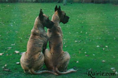 Dornroeschen Von Rocas Melody