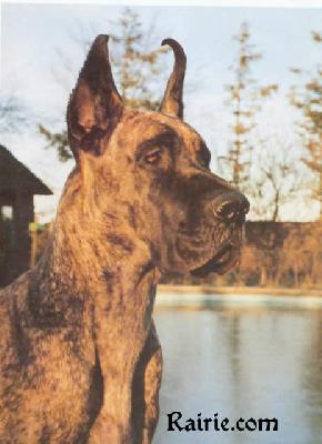 Come Back Von Rocas Melody