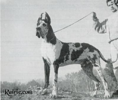 Ch Enzo De Mourre Frais