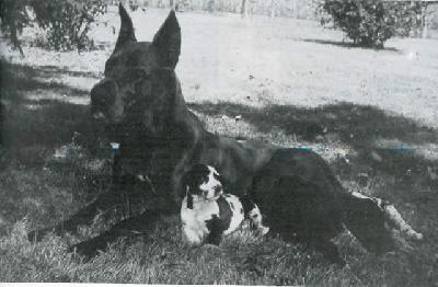 Diva De La Foret De Kaysersberg