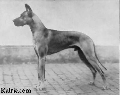 Ch Cyrus Von Der Pissa