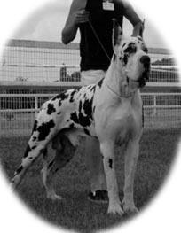 Reyfenateus Du Domaine De L�ange Noir