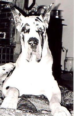 Reyfenateus Du Domaine De Lange Noir