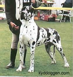 Carneval Von Der Nibelungenburg