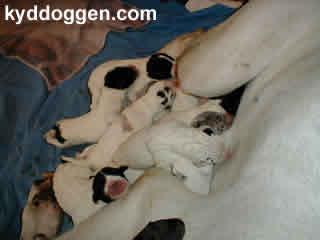 Uvarov Von Schlesien