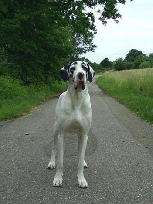 Uschanti Von Schlesien