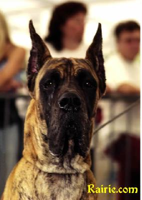 Ch Rhunter Des Terres De La Rairie