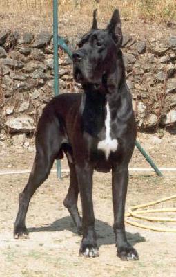 Limba Noir De La Benjamine