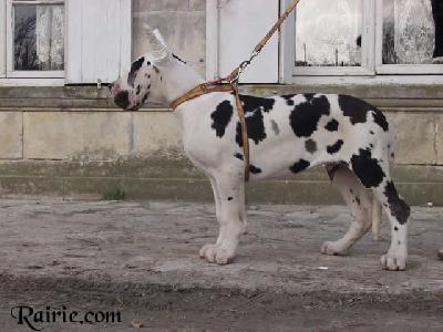 Tchaka Des Terres De La Rairie