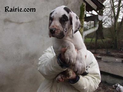 Tchaka Des Terres De La Rairie