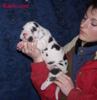 Tchaka Des Terres De La Rairie